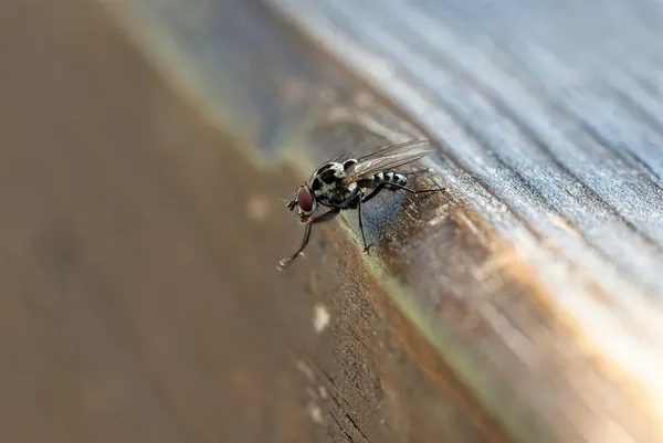 Close-up of a fly perched on the rim of an outdoor trash bin